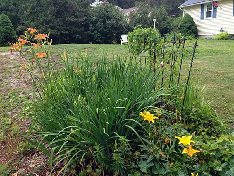 71 Burdickville Road Charlestown, RI 02813 - Photo 19 of 21 Yard/Garden.