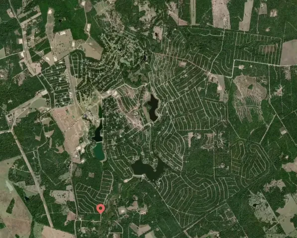 a close up of a plant in a garden