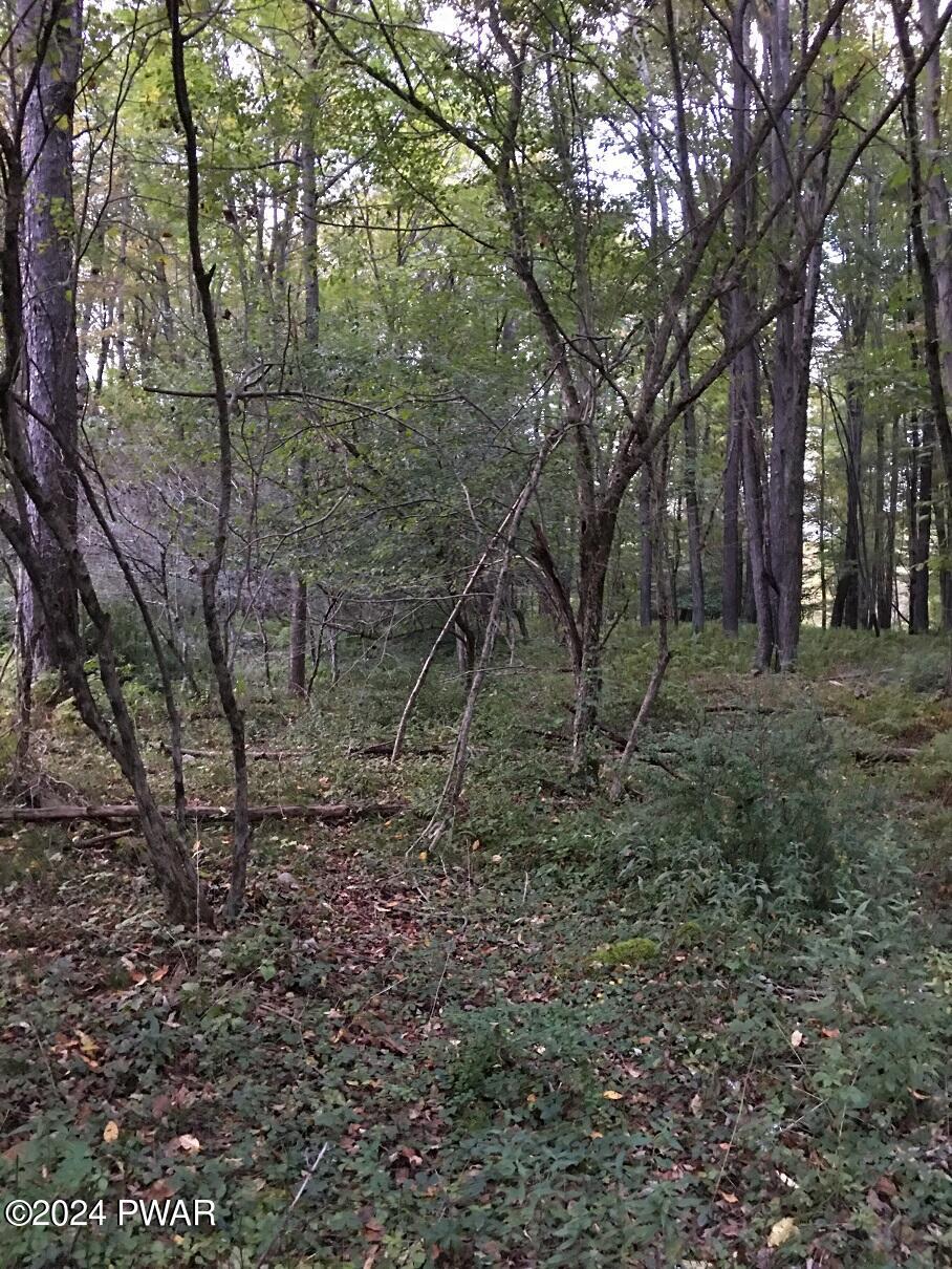 Pine Grove Road Newfoundland, PA 18445 - Photo 14 of 18