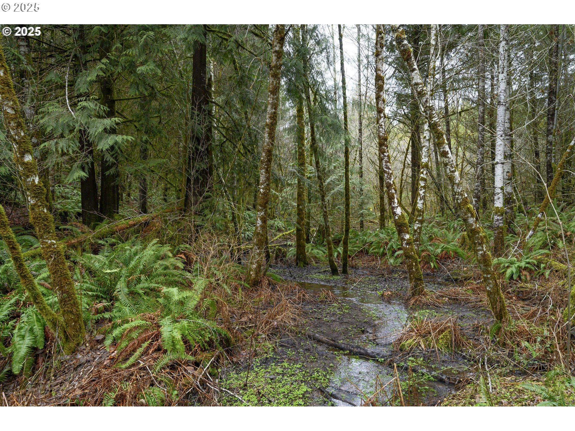 0 Northwest Panther Creek Road Yamhill, OR 97148 - Photo 18 of 28 Creek