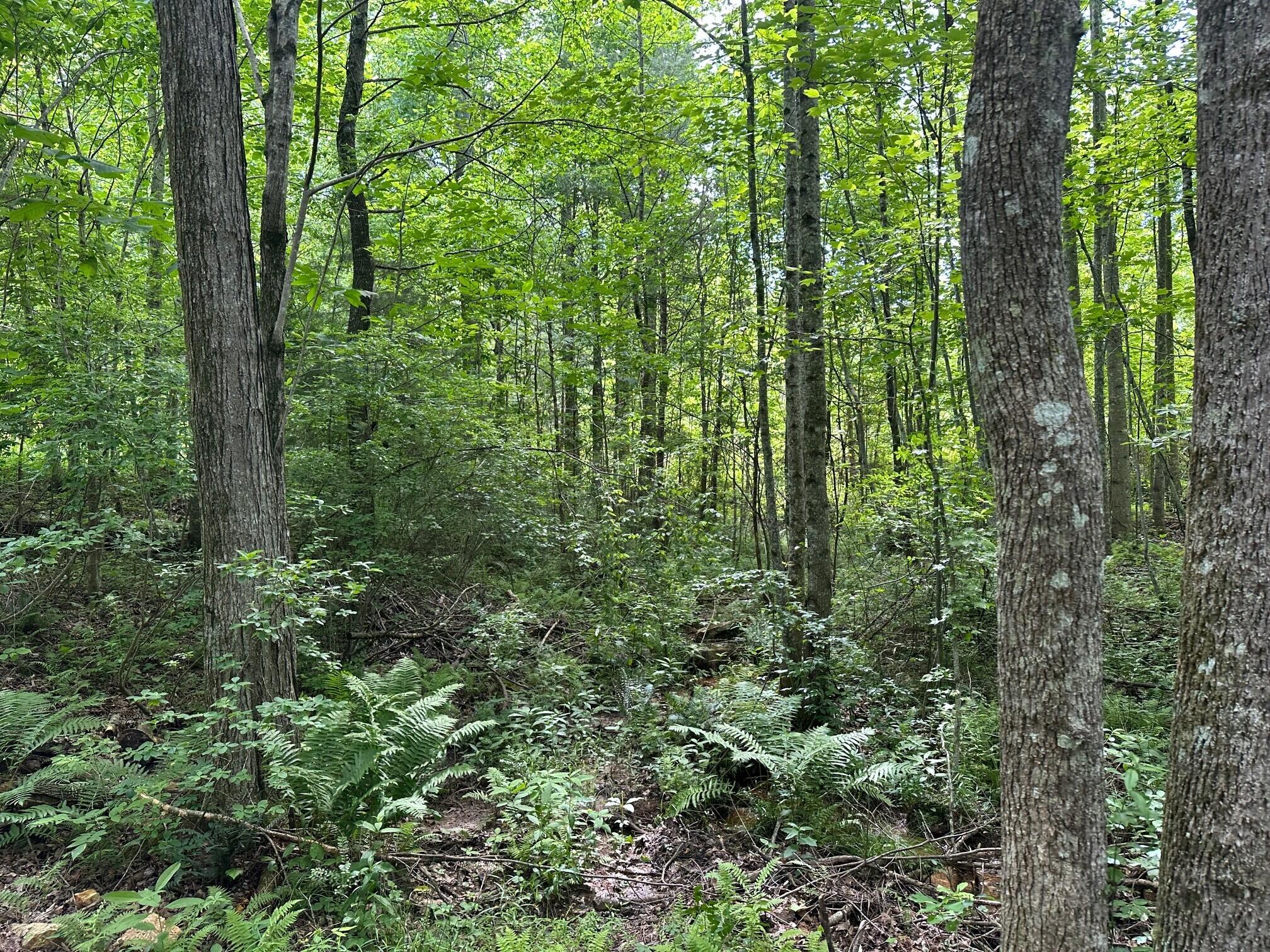 5201 Highway 150 Jasper, TN 37347 - Photo 7 of 21 19