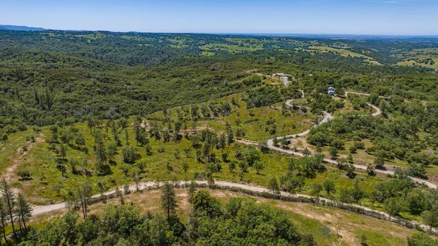 a view of a forest with a street