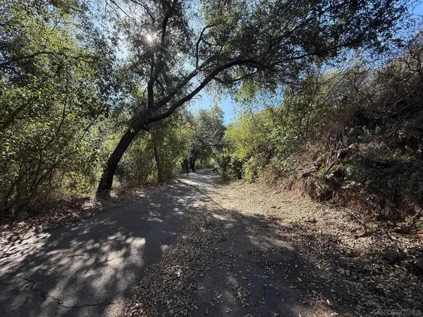 a view of a forest with trees in the background
