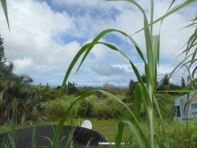 120 Peahi Road Haiku, HI 96708 - Photo 21 of 26 a close up of a palm plant in a garden