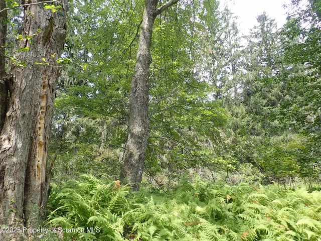 $49,999 | Lot 3 State Route 171, Thompson, PA 18465