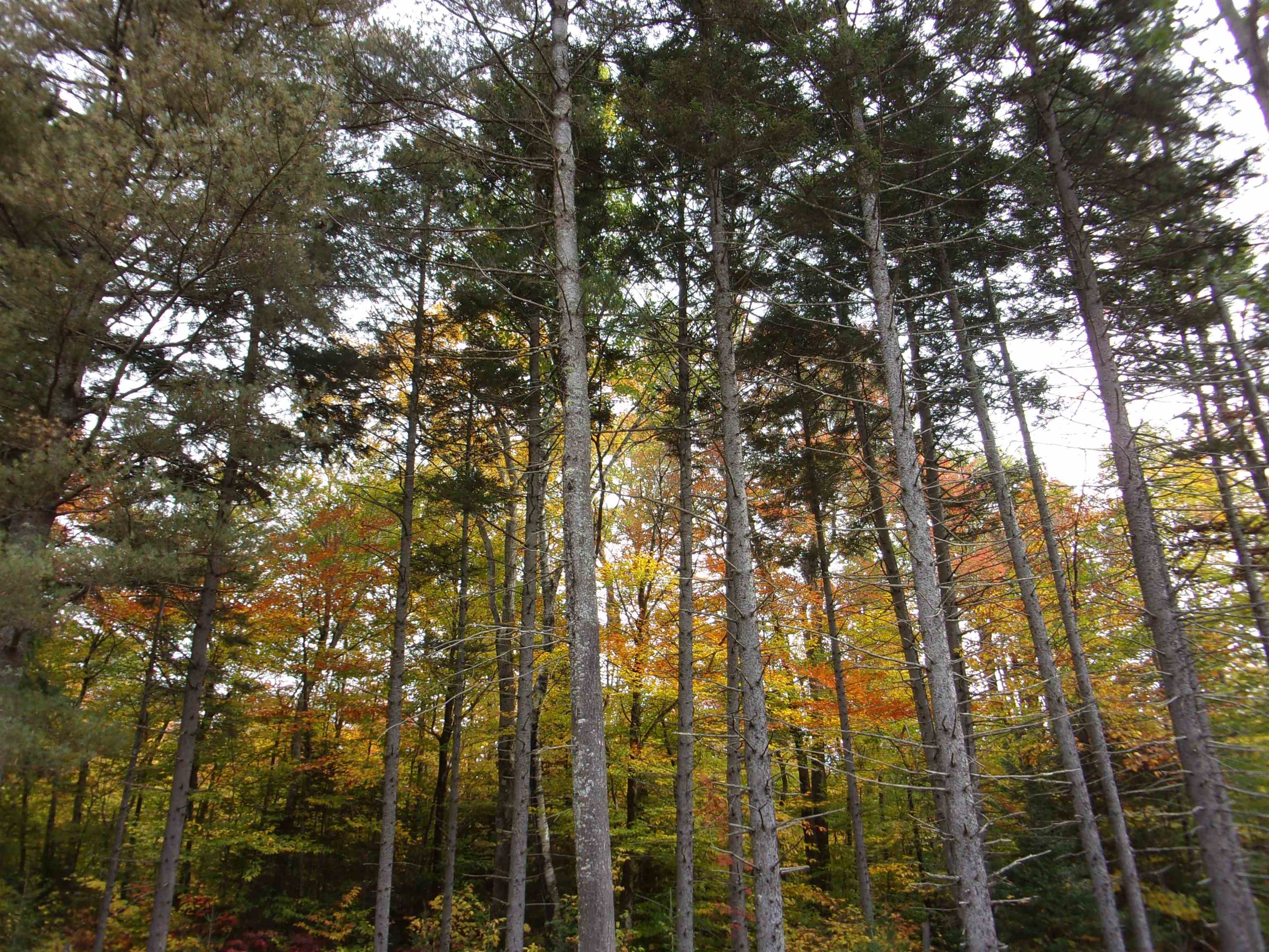 95 Edgar Albert Road Rumney, NH 03266 - Photo 36 of 40 Gallery Image 36