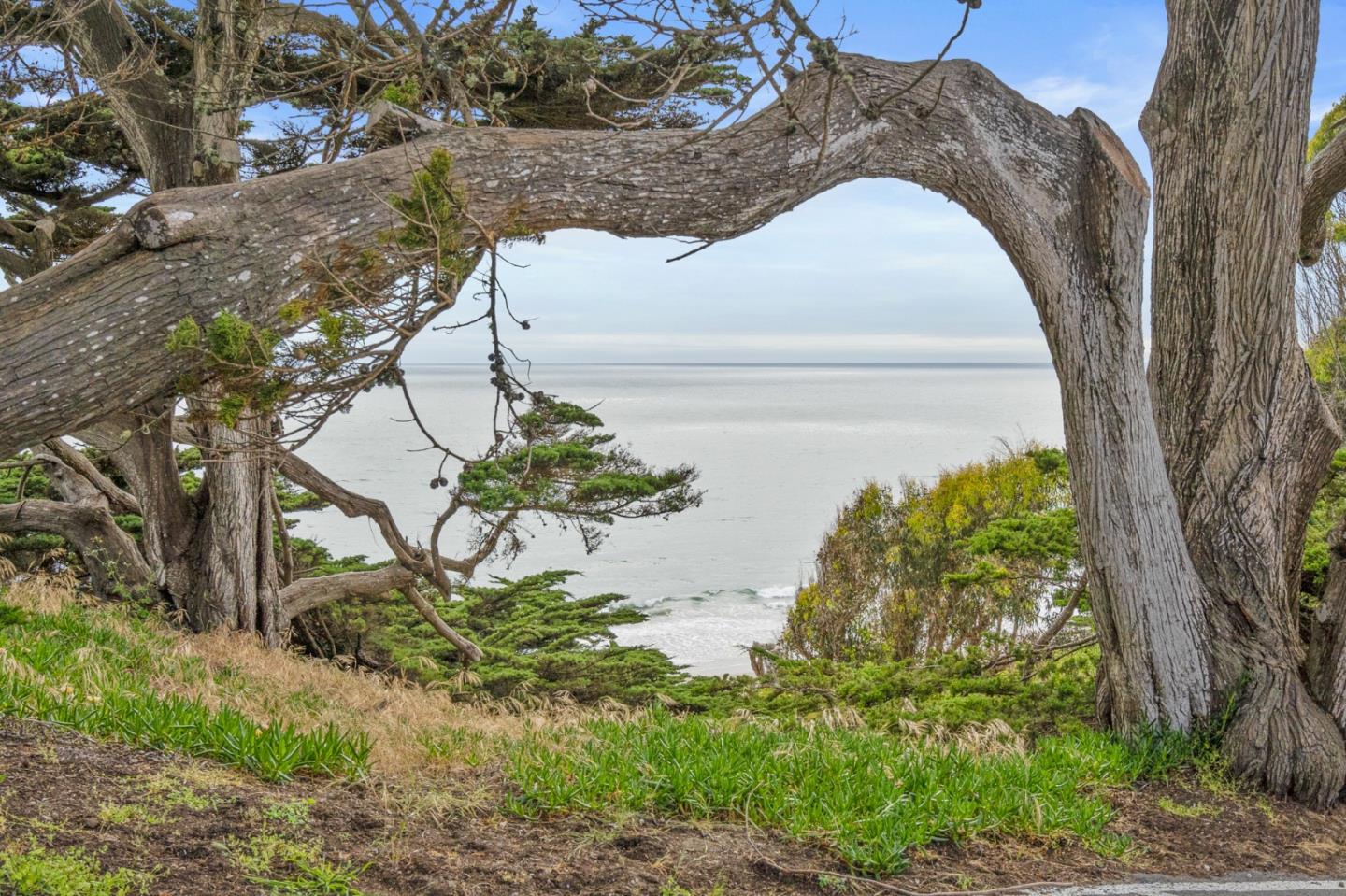 57 Sunset Drive Watsonville, CA 95076 - Photo 41 of 44 a view of a yard with large trees