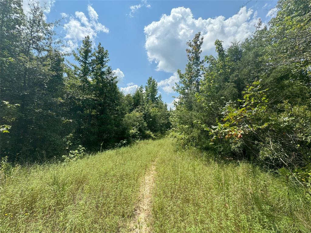 0 Mistletoe Road Gilmer, TX 75644 - Photo 12 of 34