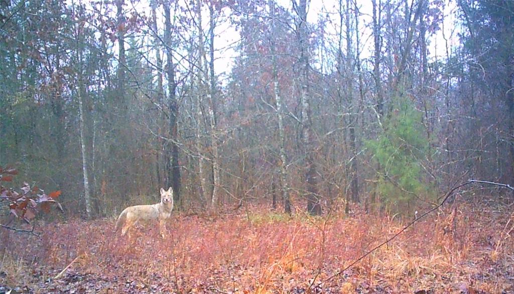 0 Mistletoe Road Gilmer, TX 75644 - Photo 25 of 34