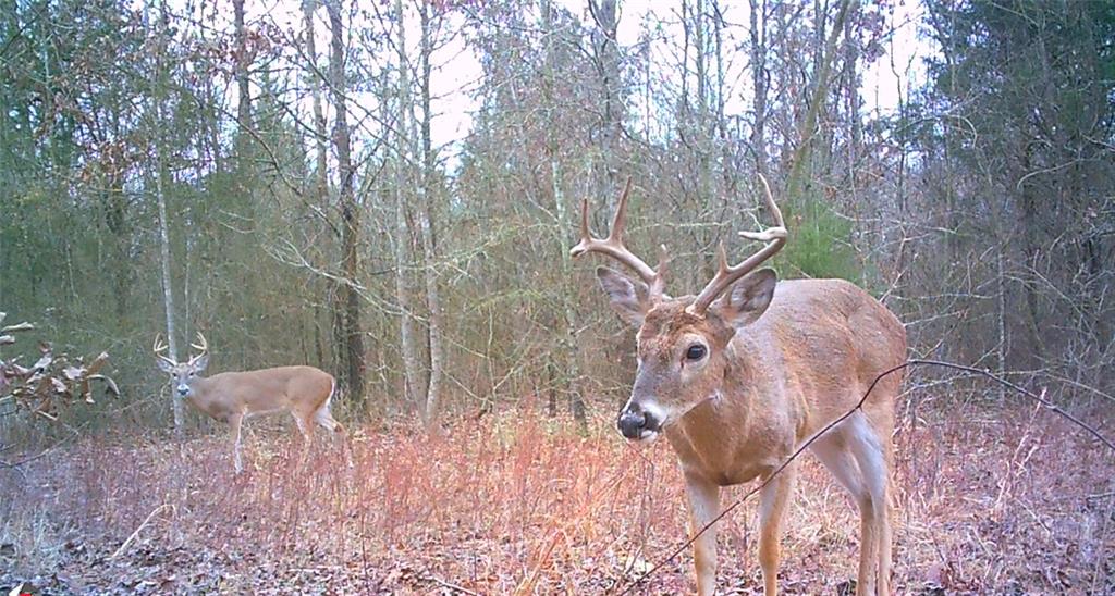 0 Mistletoe Road Gilmer, TX 75644 - Photo 3 of 34