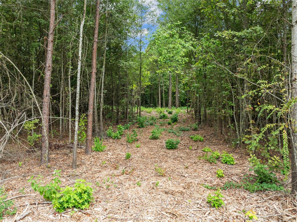 0 Mistletoe Road Gilmer, TX 75644 - Photo 8 of 34