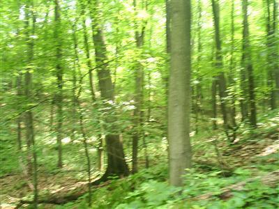 Whites Bridge Road, Unit PAR A Lowell, MI 49331 - Photo 1 of 5 Primary Photo