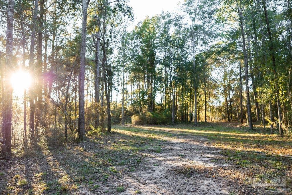 4875 Greenwood Road Jay, FL 32565 - Photo 17 of 28 a backyard of a house with lots of green space