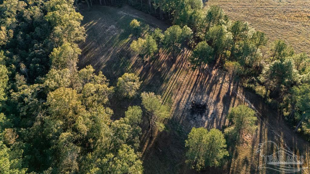 4875 Greenwood Road Jay, FL 32565 - Photo 3 of 28 a close up of a plant