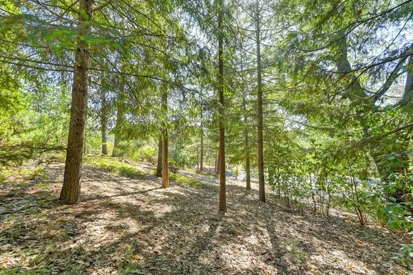 a view of a forest with trees