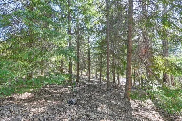 a view of outdoor space and trees