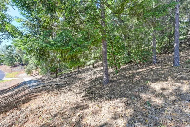 a view of backyard with large trees