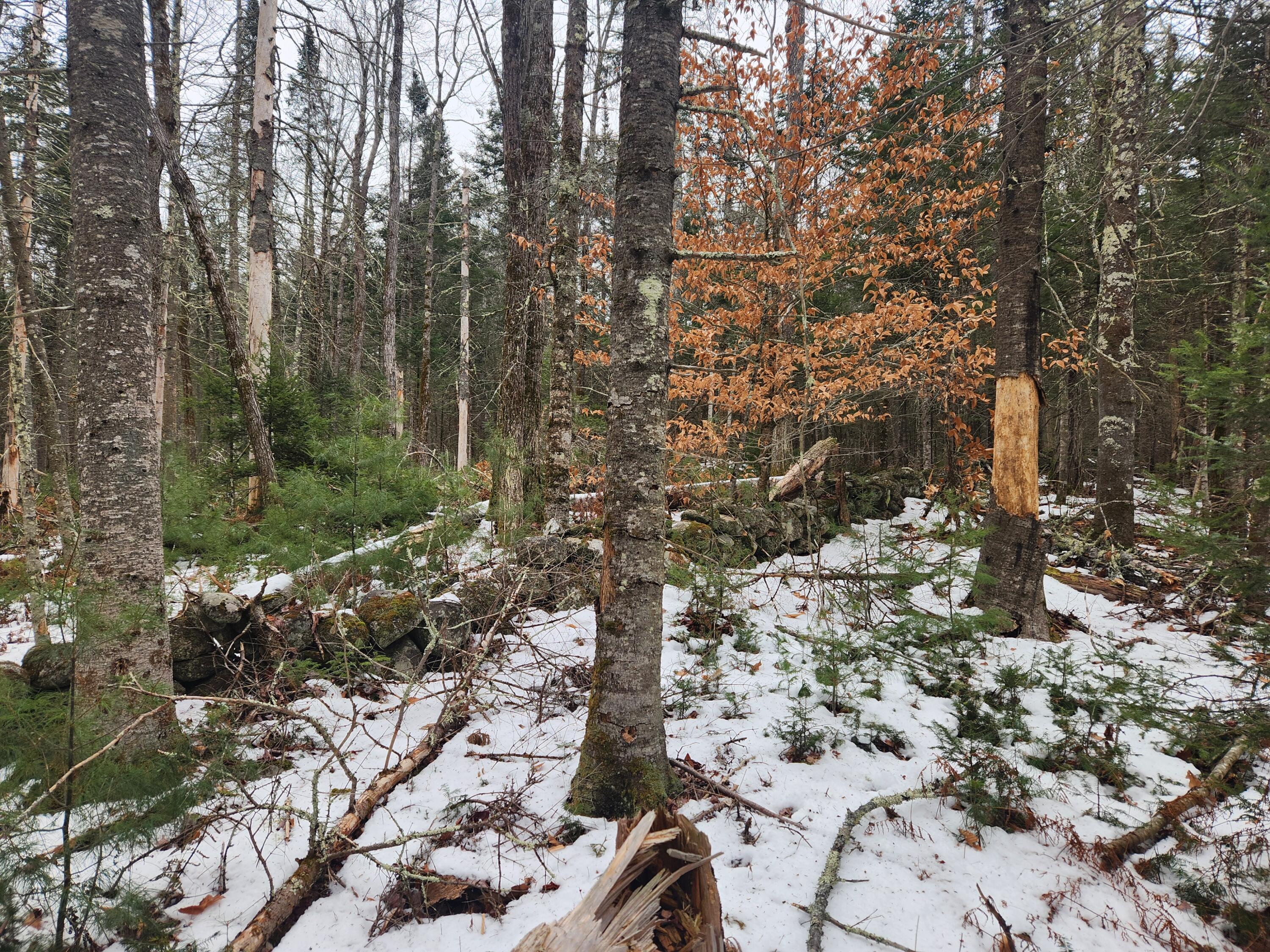 18 Back Bryant Road Buckfield, ME 04220 - Photo 12 of 19 20251223_105032