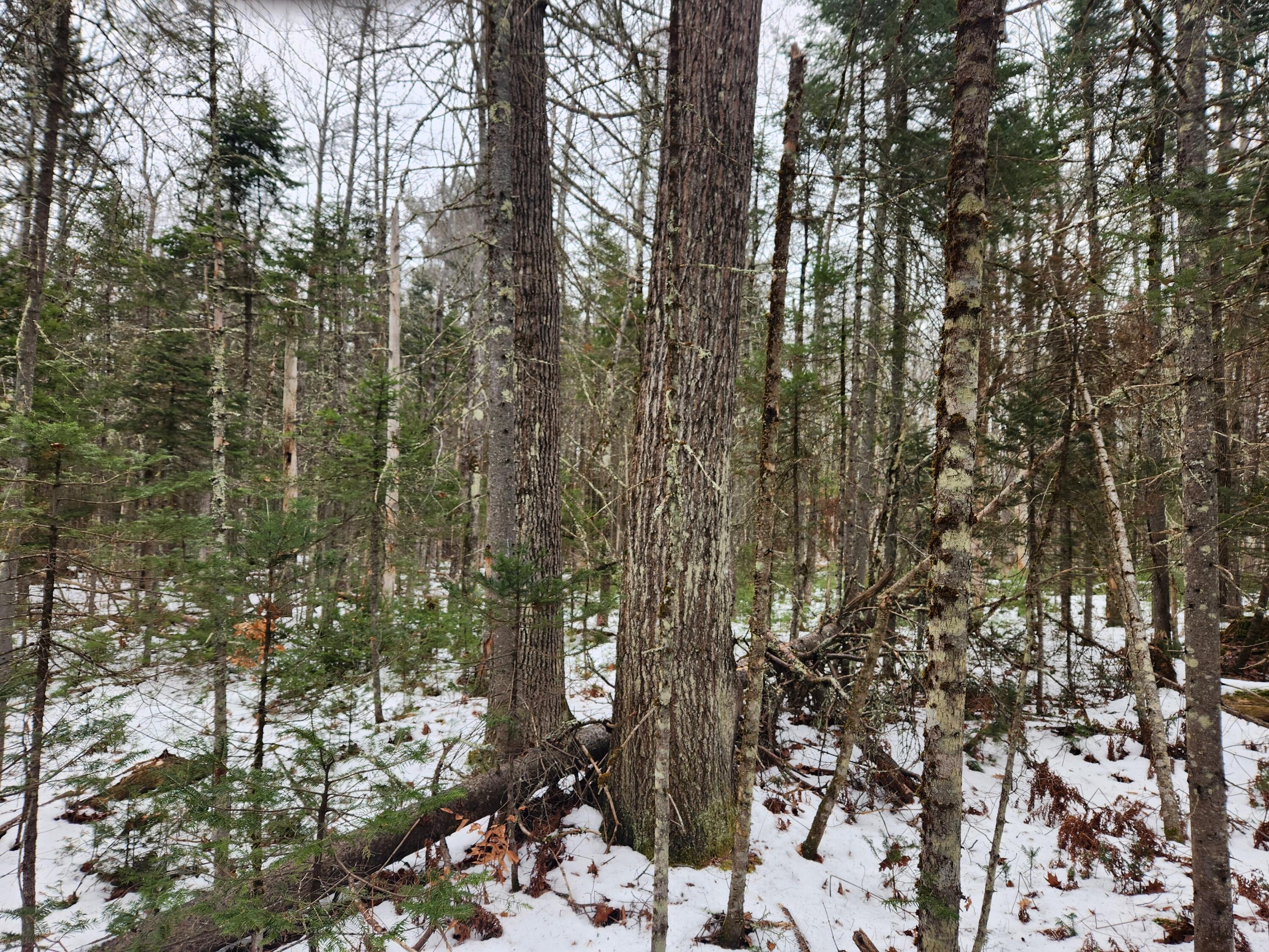 18 Back Bryant Road Buckfield, ME 04220 - Photo 19 of 19 20251223_105825