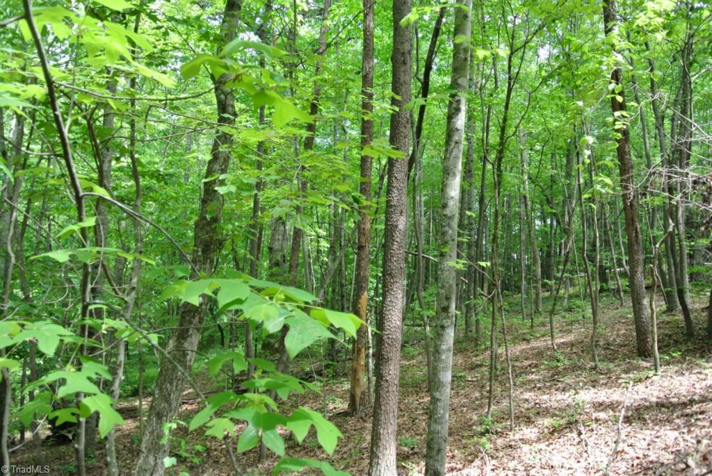 24-acres Precinct Road Pilot Mountain, NC 27041 - Photo 9 of 27 BACK LEFT
