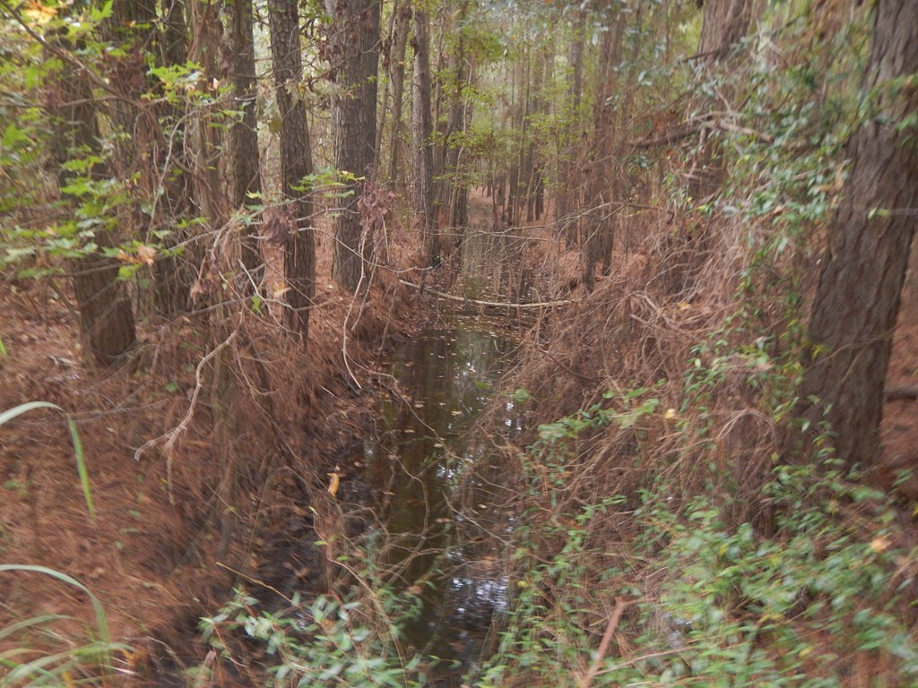0 Panola Road Pinewood, SC 29125 - Photo 11 of 12