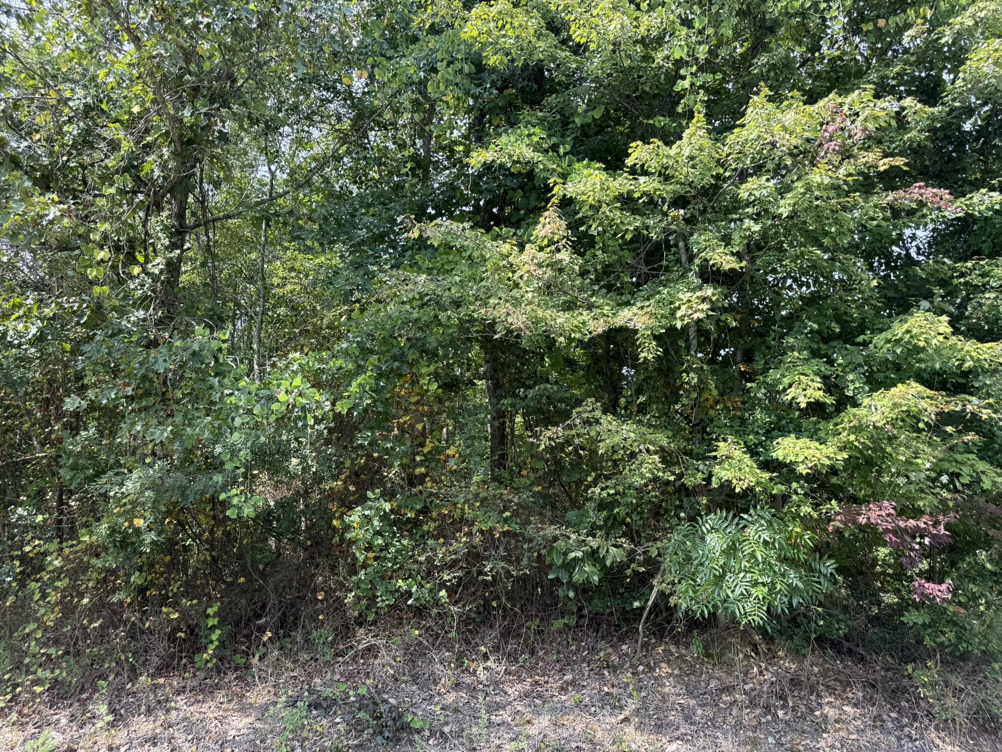 159 County Road 159 Bryant, AL 35958 - Photo 5 of 6 IMG_8729