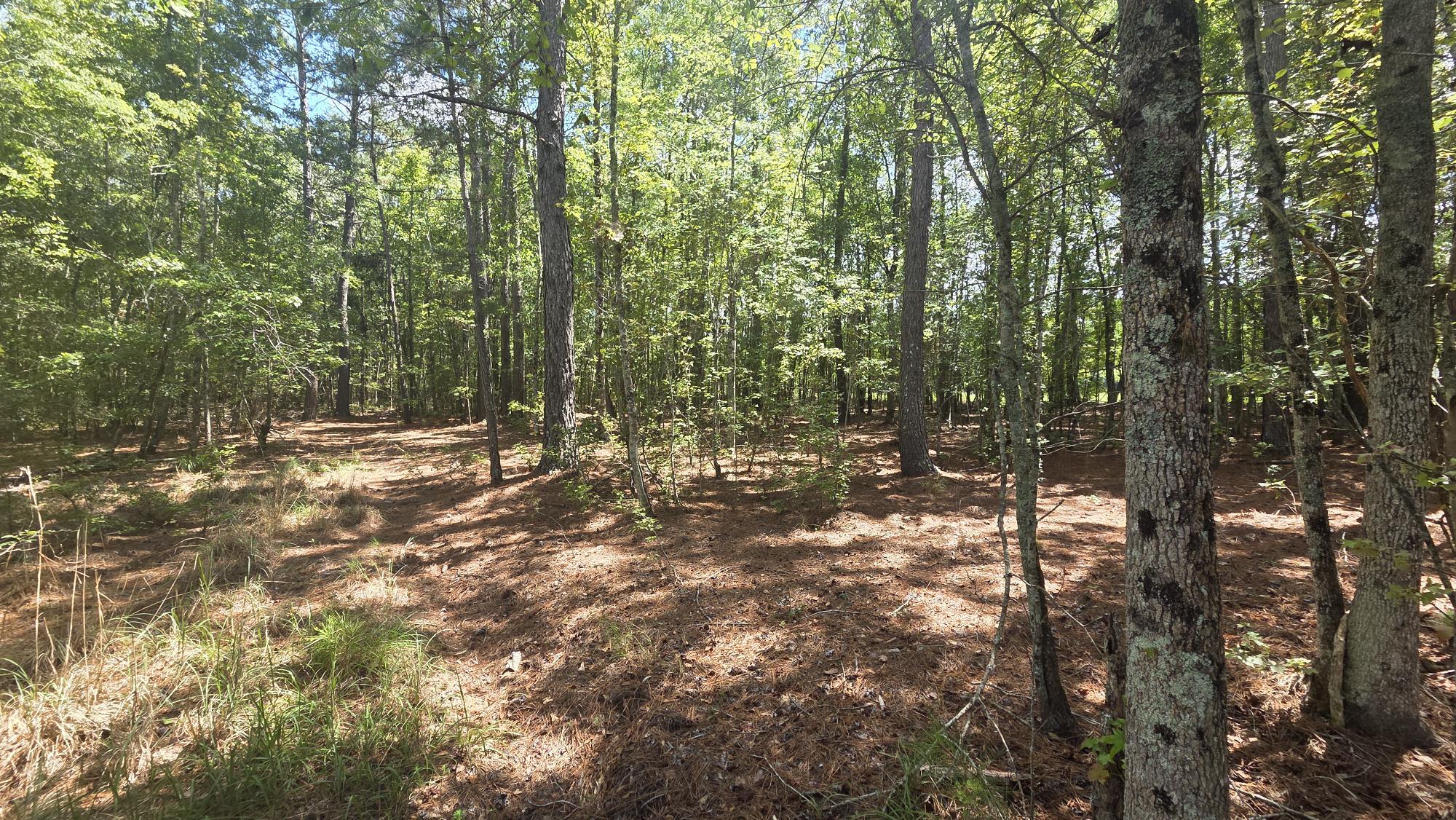 1331 North Brewington Road Manning, SC 29102 - Photo 57 of 62 WOODS PHOTO