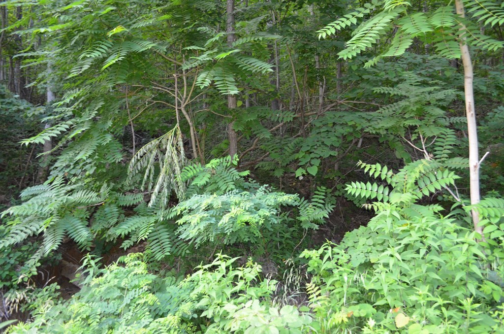 0 Overlook Trail/dustin Ridge Spring City, TN 37381 - Photo 2 of 7 Gallery Image 2