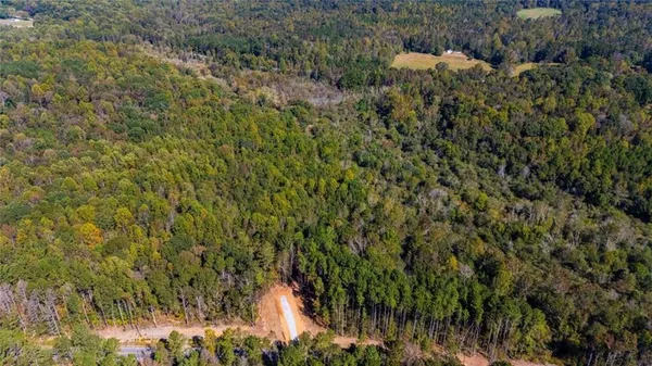 a view of a forest with a tree
