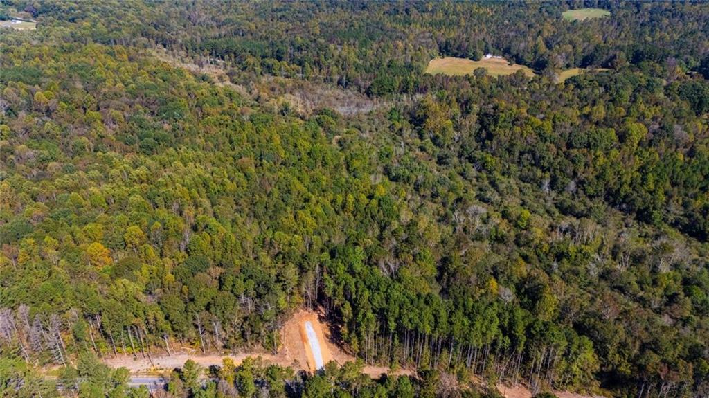 a view of a forest with a tree