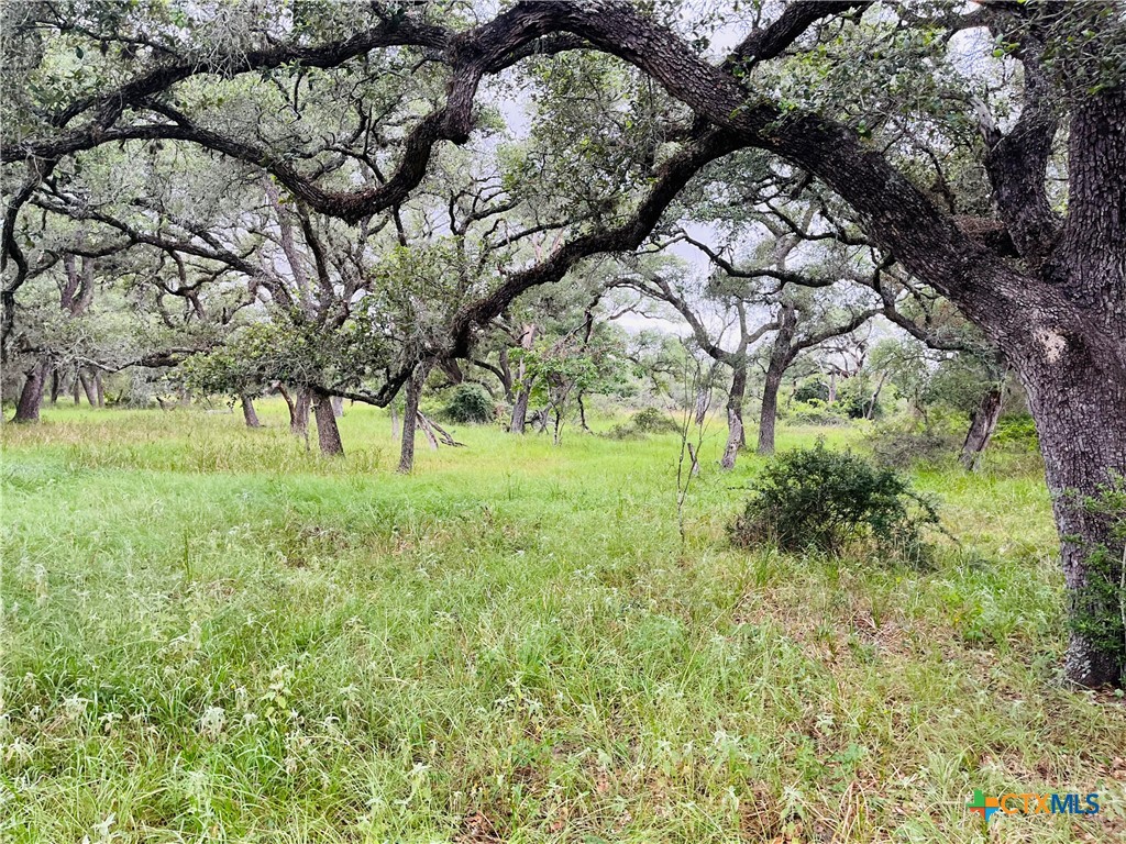 0 Rocky Road Cuero, TX 77954 - Photo 3 of 5 a view of backyard with huge green area and large trees
