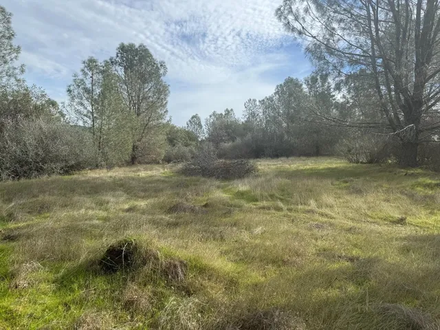 a view of a field with trees