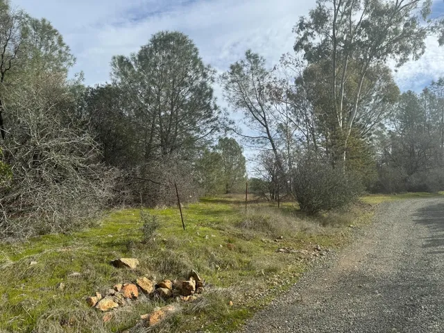 a view of a tree in a yard