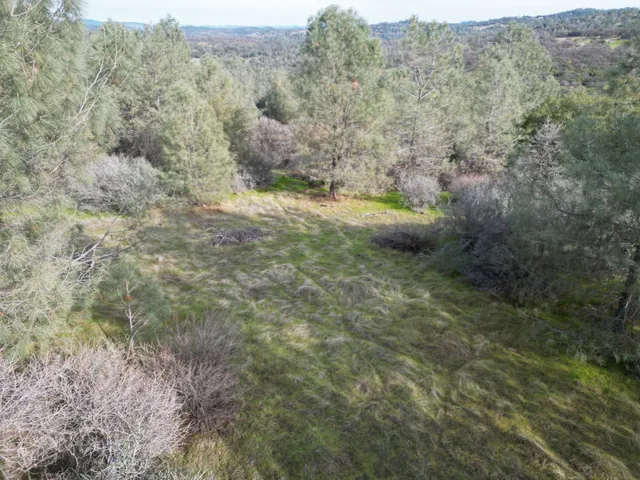 a view of a forest with trees in the background