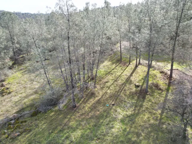 a view of residential trees and tree