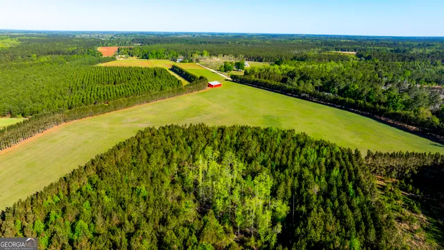 a view of a plant with a lush green forest