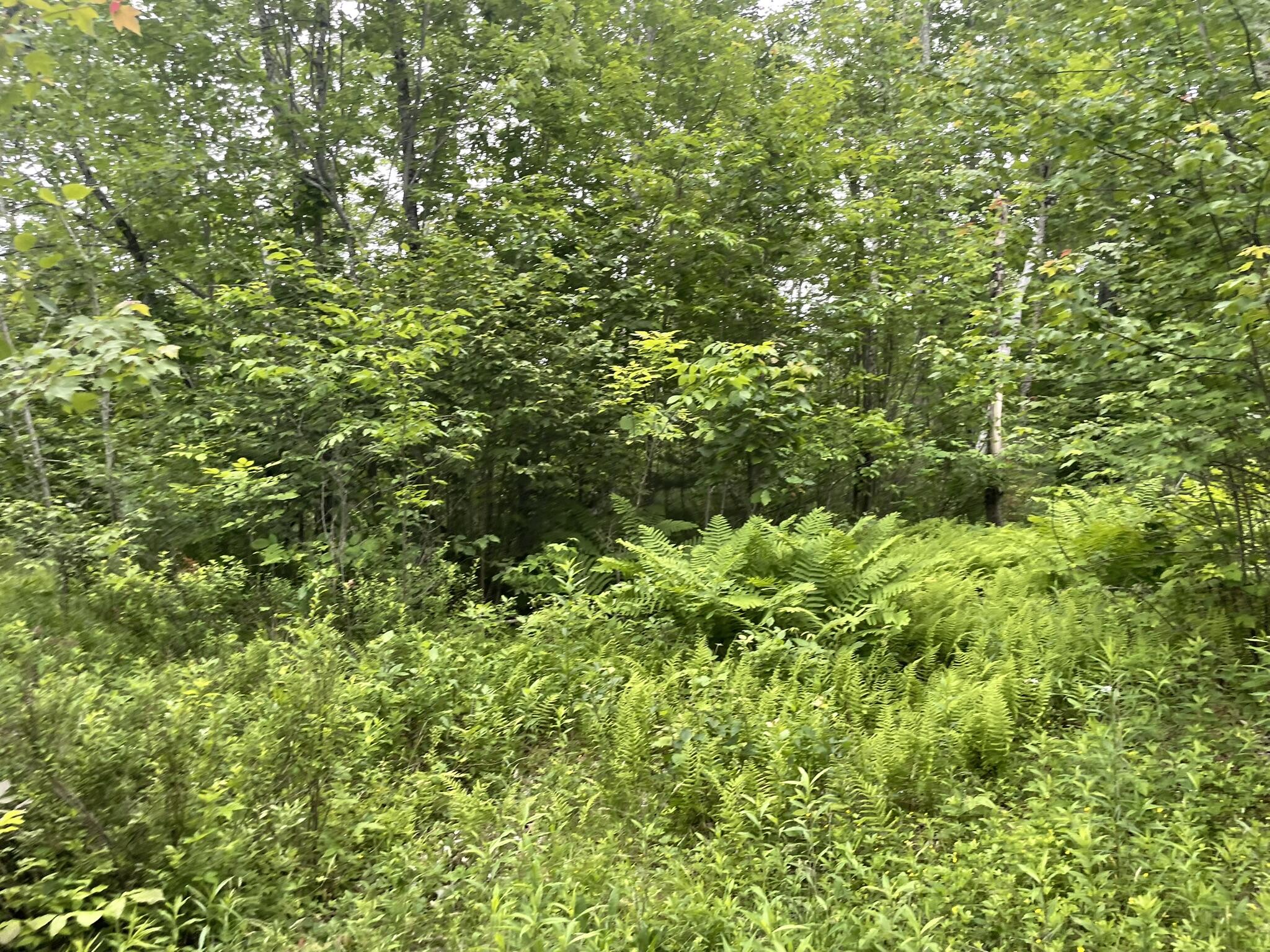 19 Swan Road New Sharon, ME 04955 - Photo 116 of 124 IMG_6319