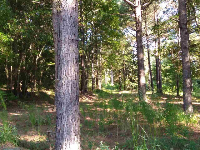 0 Prentiss Martin Road Roxie, MS 39661 - Photo 1 of 1 Main View