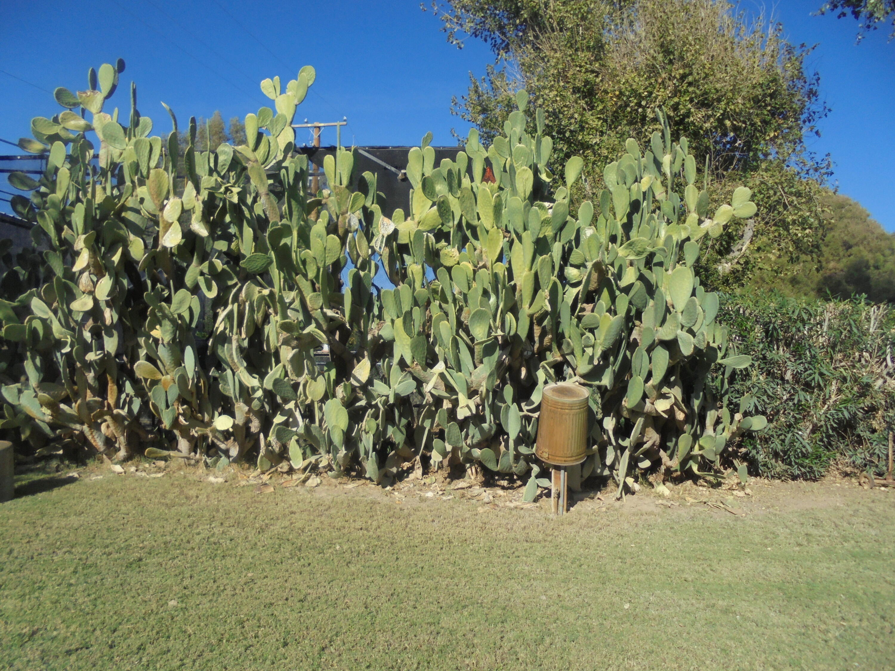 654 Riviera Drive Blythe, CA 92225 - Photo 26 of 39 a view of a bunch of plants and trees