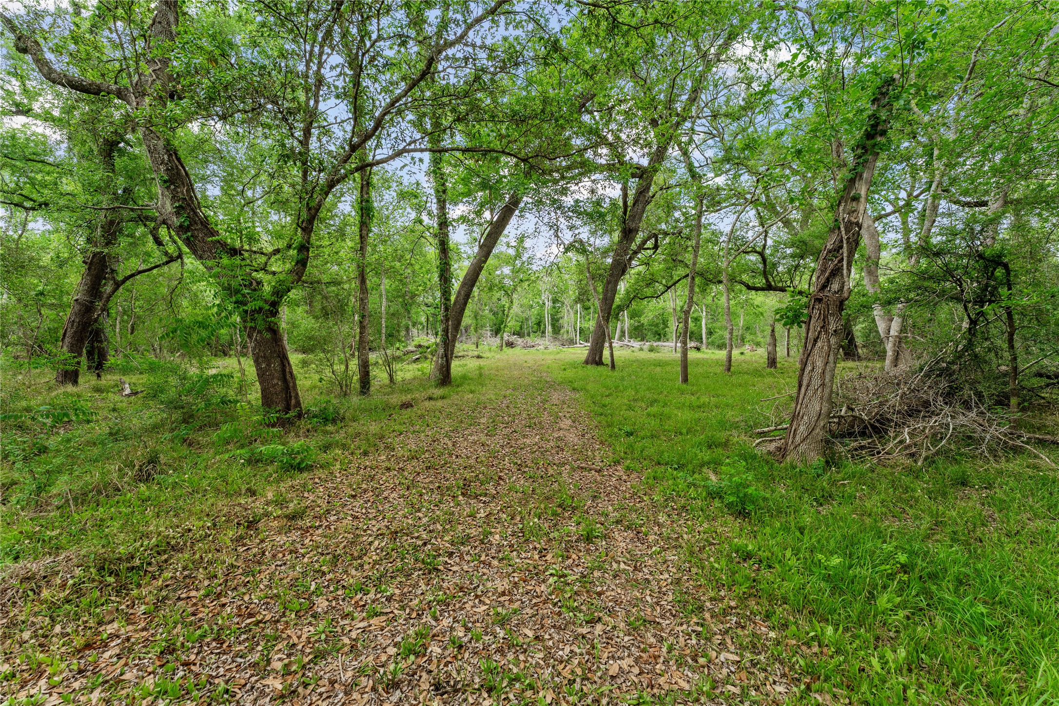 0 King's Oak Drive Damon, TX 77430 - Photo 1 of 29