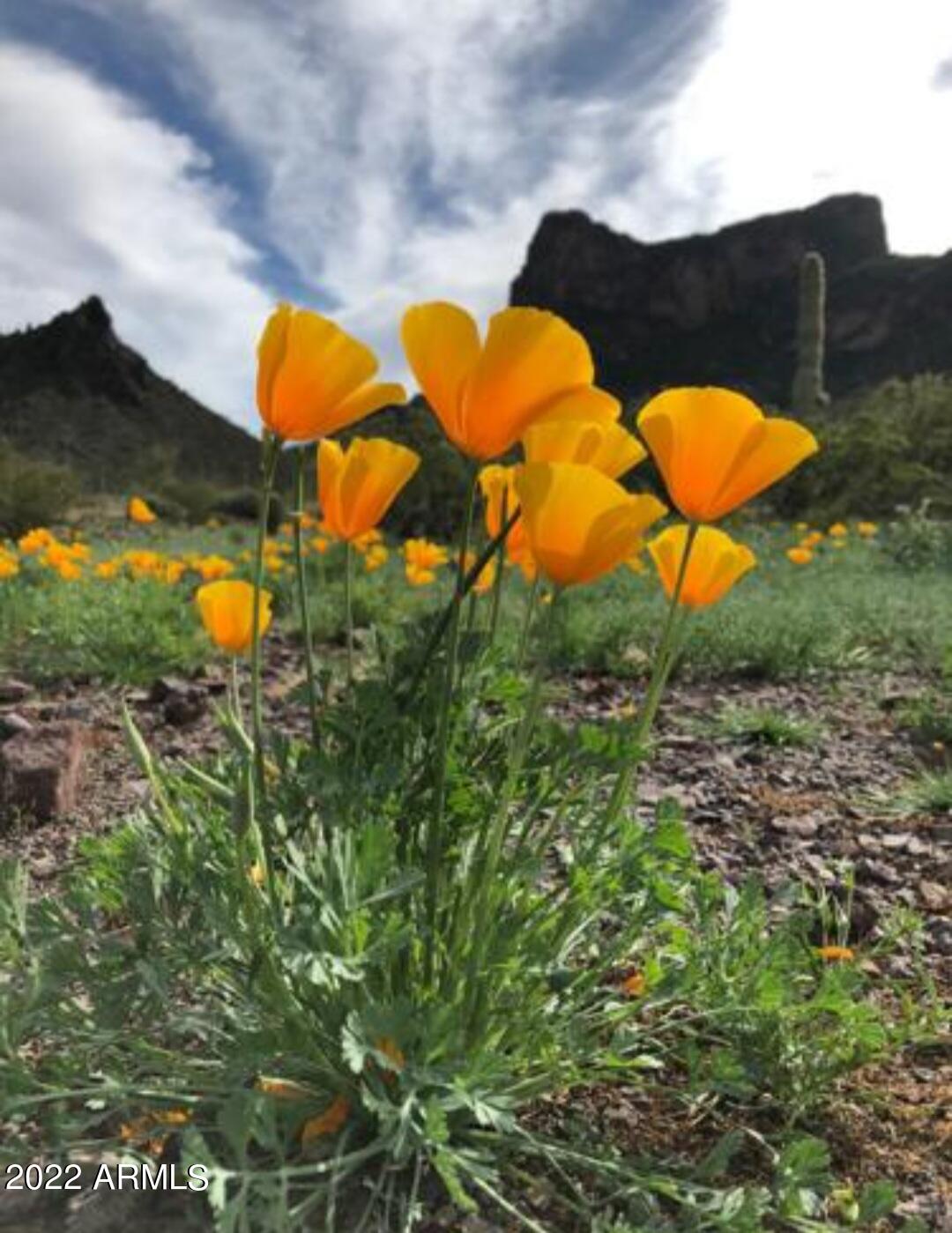 7104 East Nutt Road Picacho, AZ 85141 - Photo 43 of 45 Poppies bloom at Picacho Peak State Park