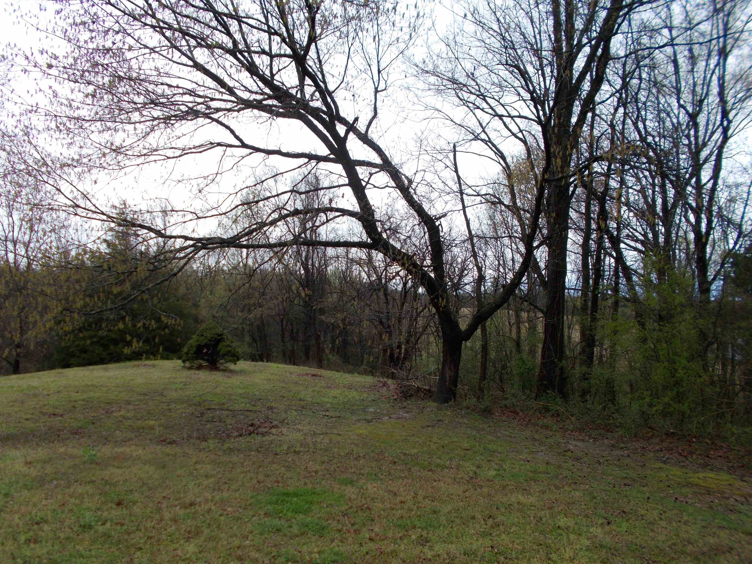 1058 Thumb Road Henning, TN 38041 - Photo 24 of 25 a view of outdoor space with trees