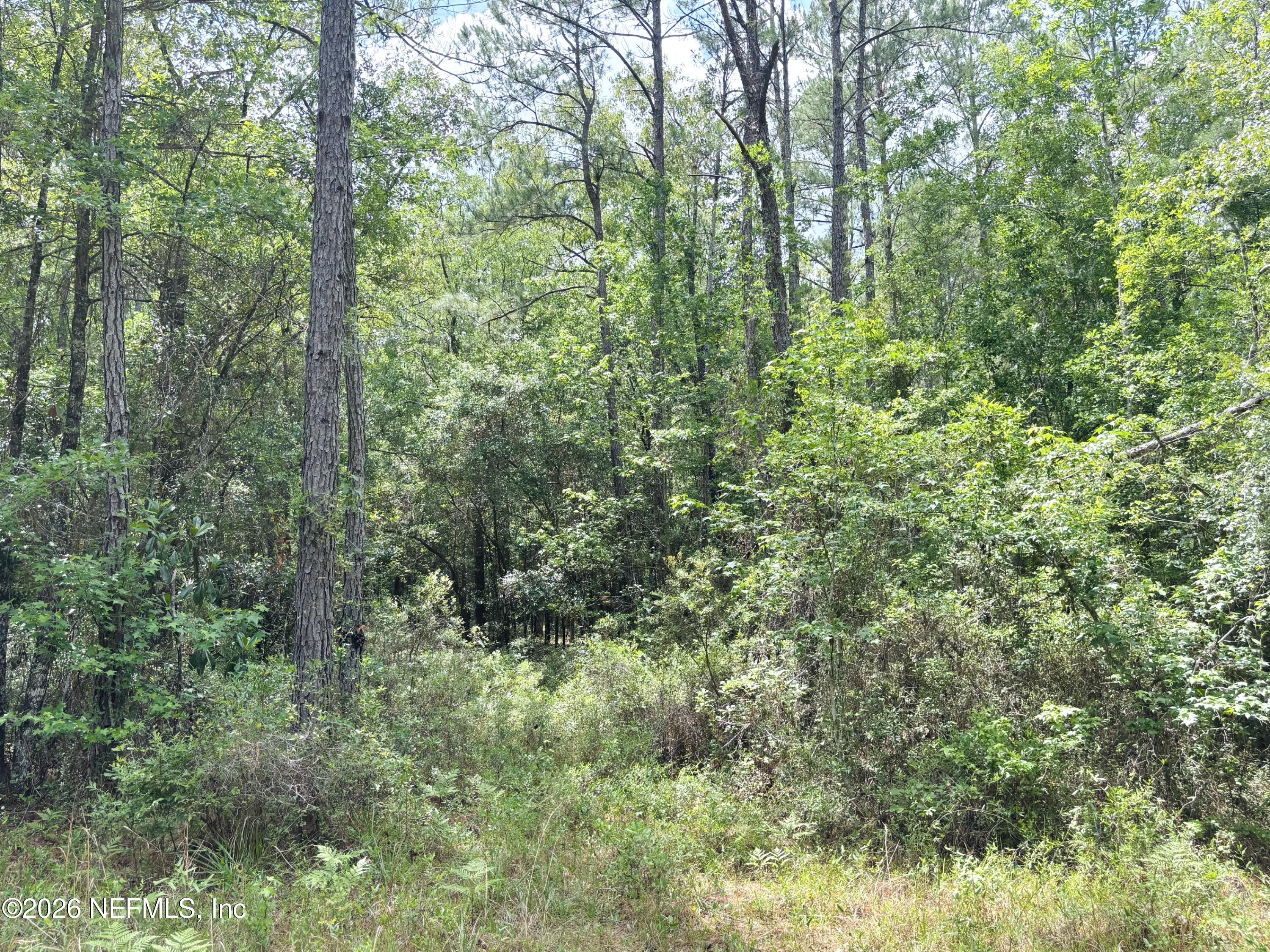 0 Lake Hampton Road Hilliard, FL 32046 - Photo 17 of 23 a view of a lush green forest