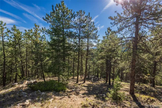 a view of a yard with a tree