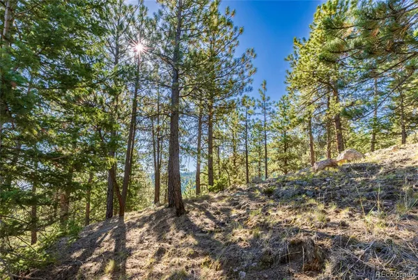 a view of a forest with trees