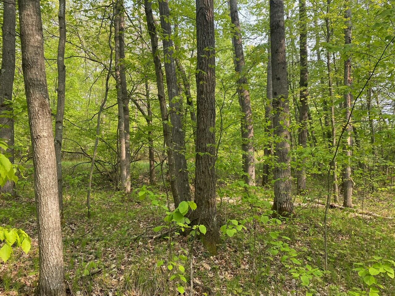 Basel Drive Reed City, MI 49677 - Photo 12 of 24 12