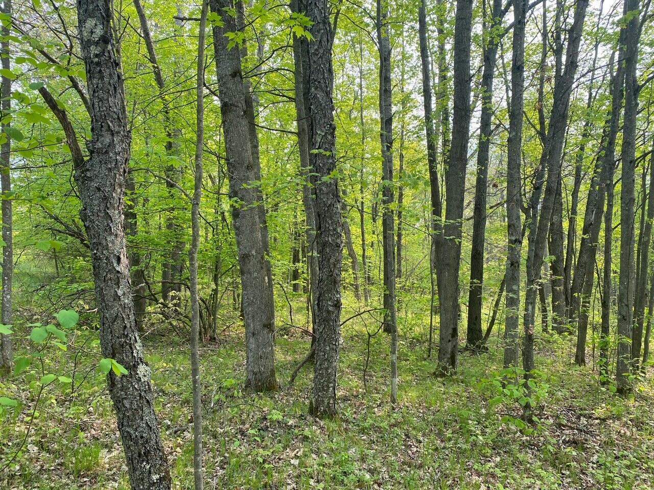 Basel Drive Reed City, MI 49677 - Photo 5 of 24 5