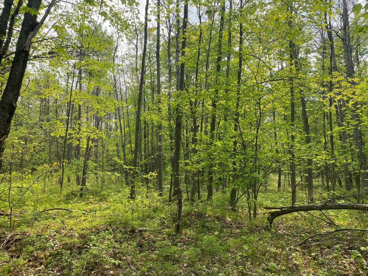 Basel Drive Reed City, MI 49677 - Photo 6 of 24 6