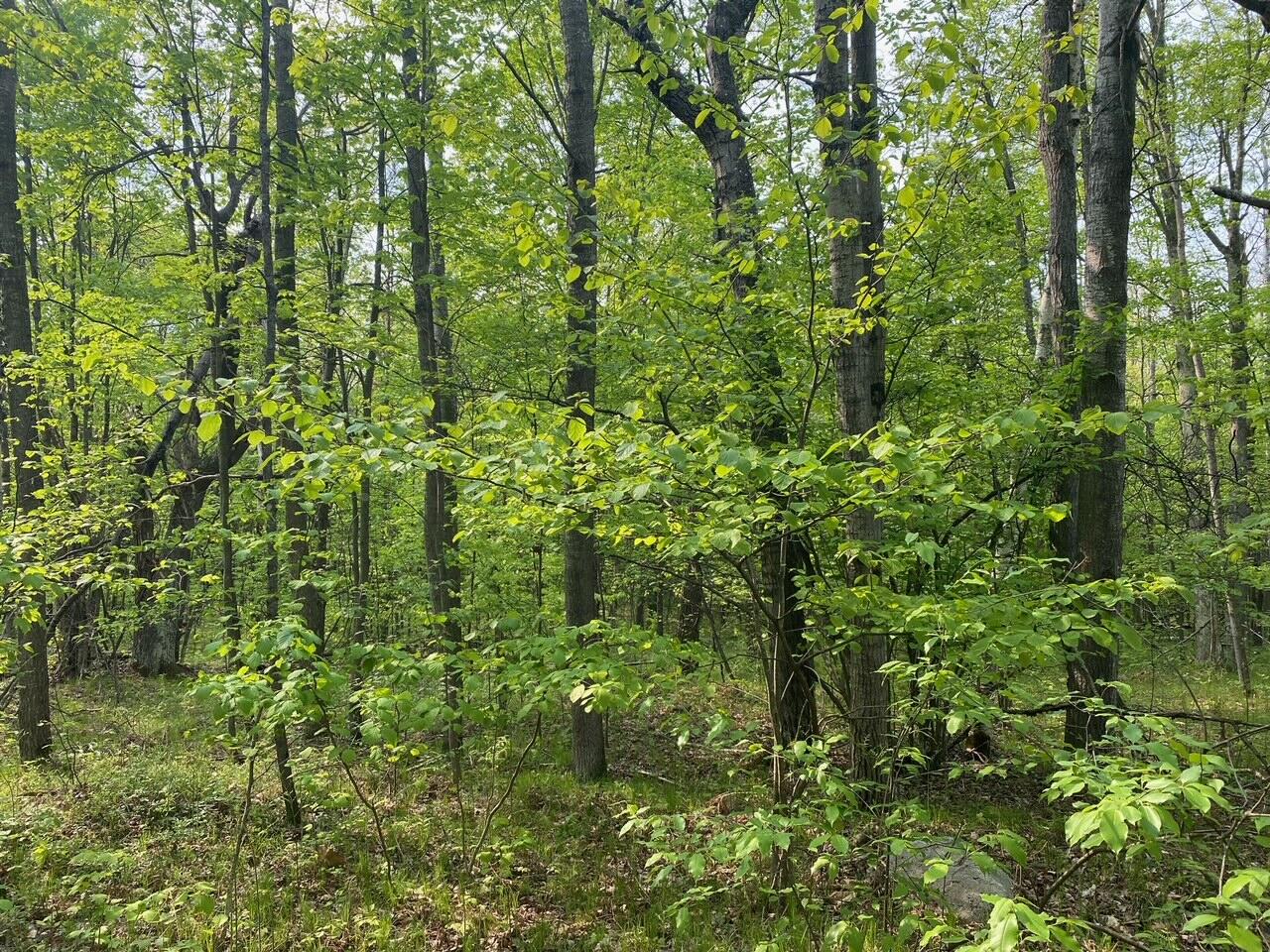 Basel Drive Reed City, MI 49677 - Photo 10 of 24 10