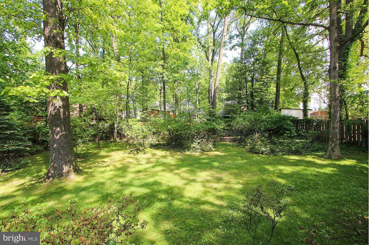 1304 Chalmers Road Silver Spring, MD 20903 - Photo 18 of 19 a view of a big yard with large trees